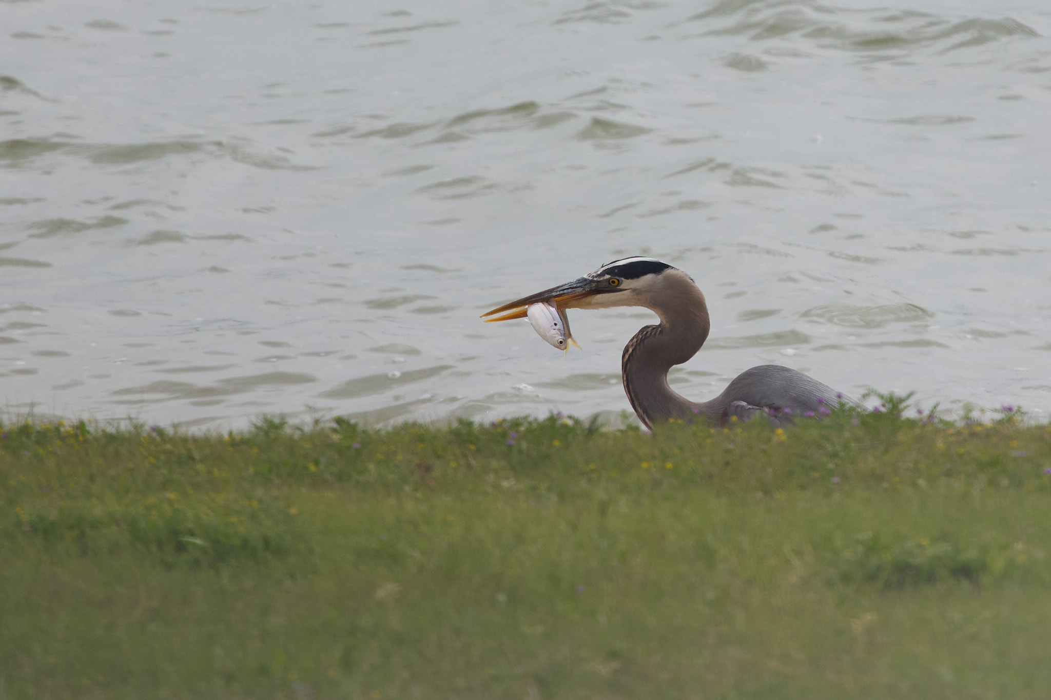 April 8, 2024 – Lake Lavon, Texas