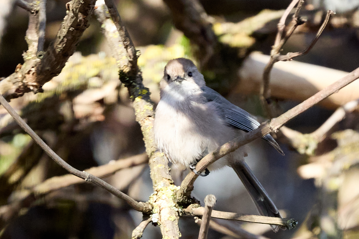 April 10, 2024 – Bushtit