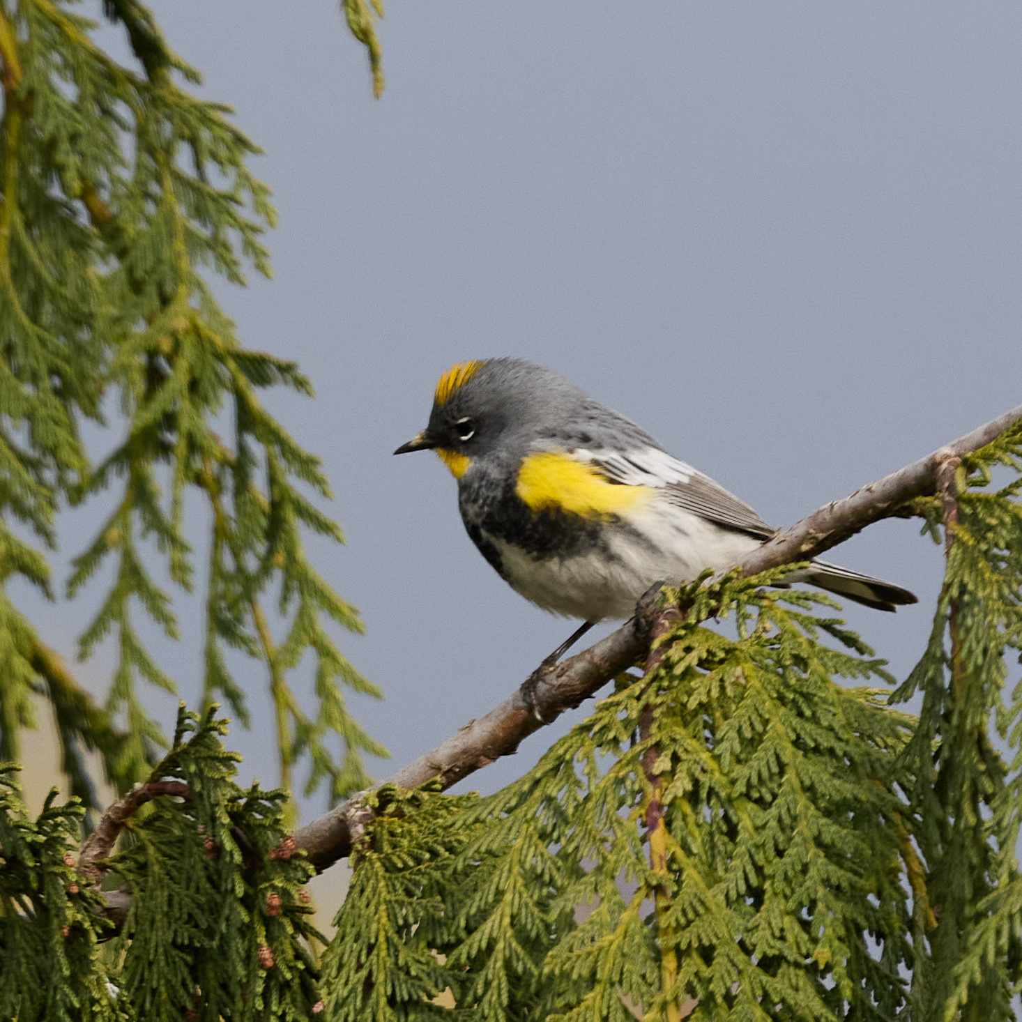 April 15, 2024 – Yellow-rumped Warblers