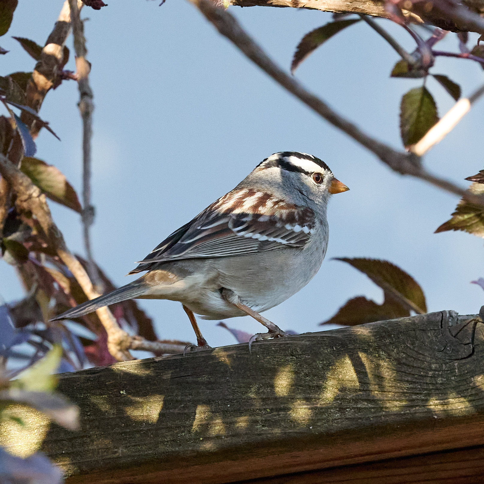 April 19, 2024 – White-crowned Sparrow