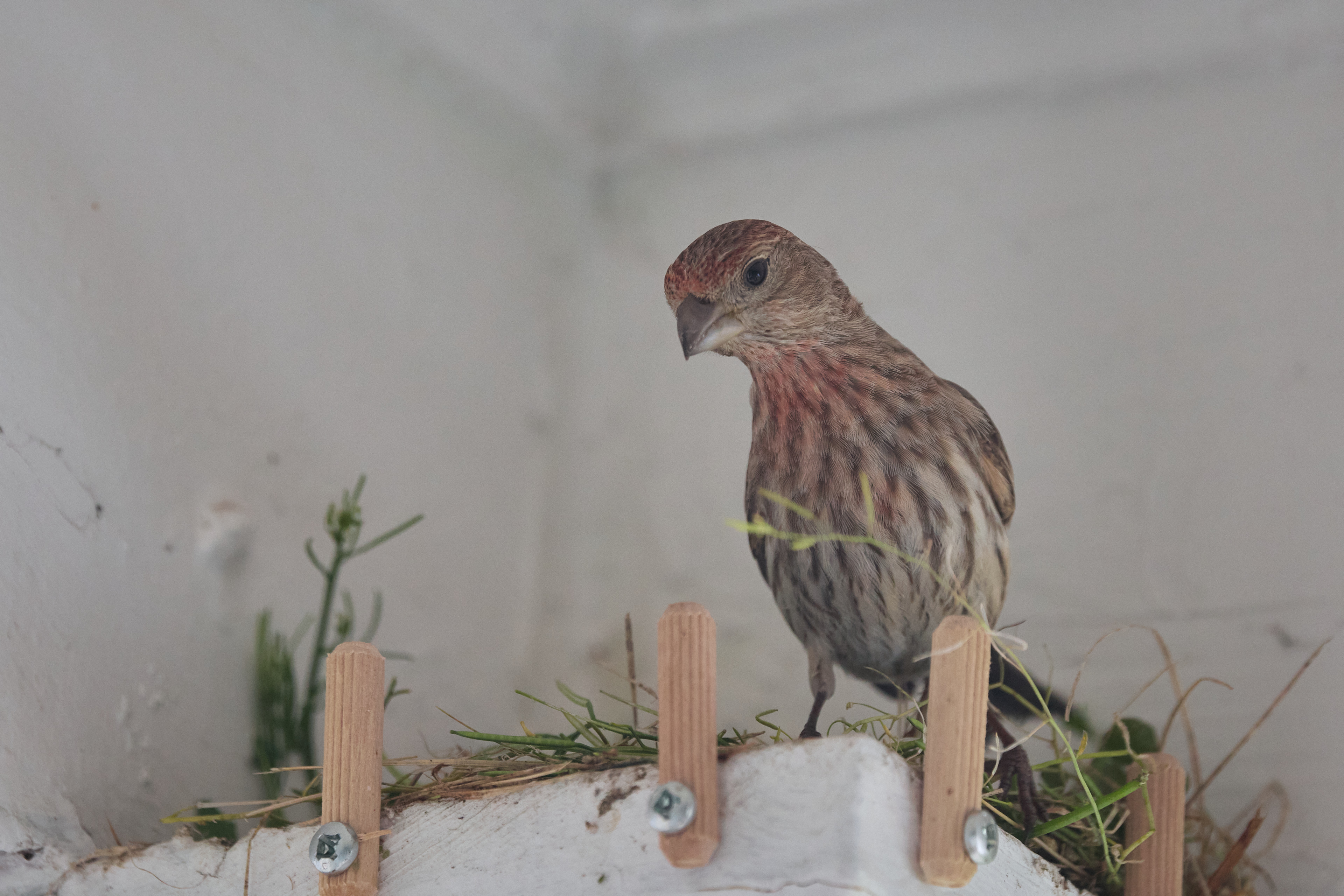 May 2–9, 2024 – House Finch Nest