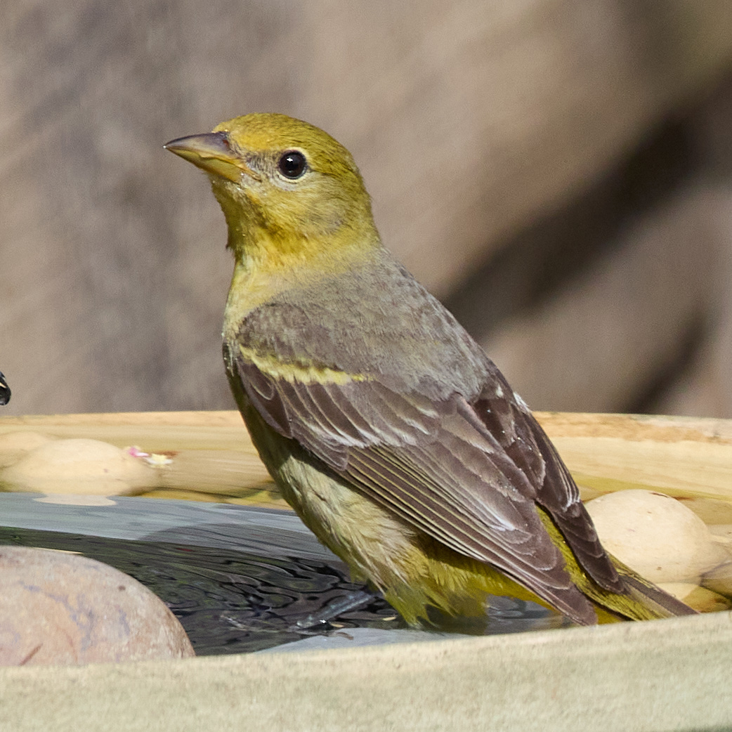 May 19, 2024 – Western Tanager