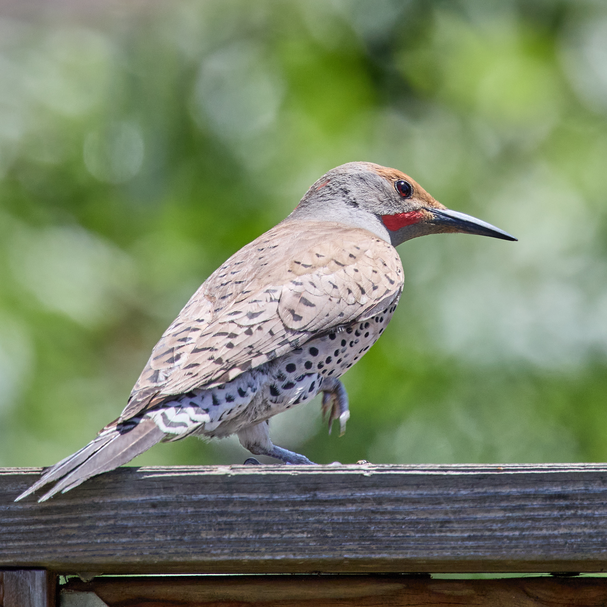 June 12, 2024 – Northern Flicker