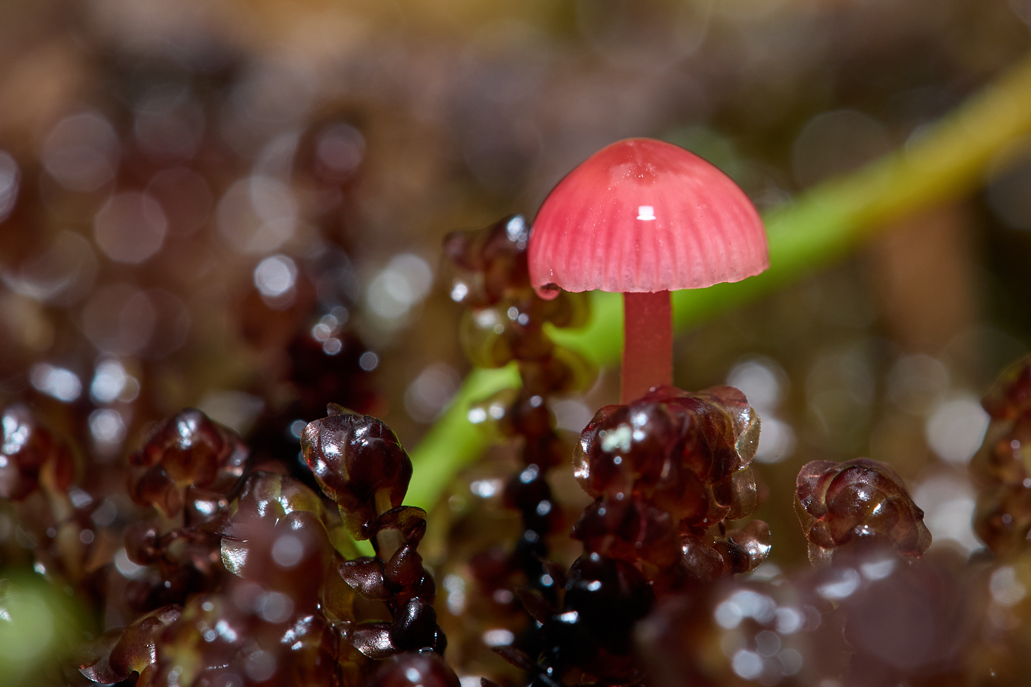 May 14, 2025 – Cascade Creek and Ruth Island, Alaska