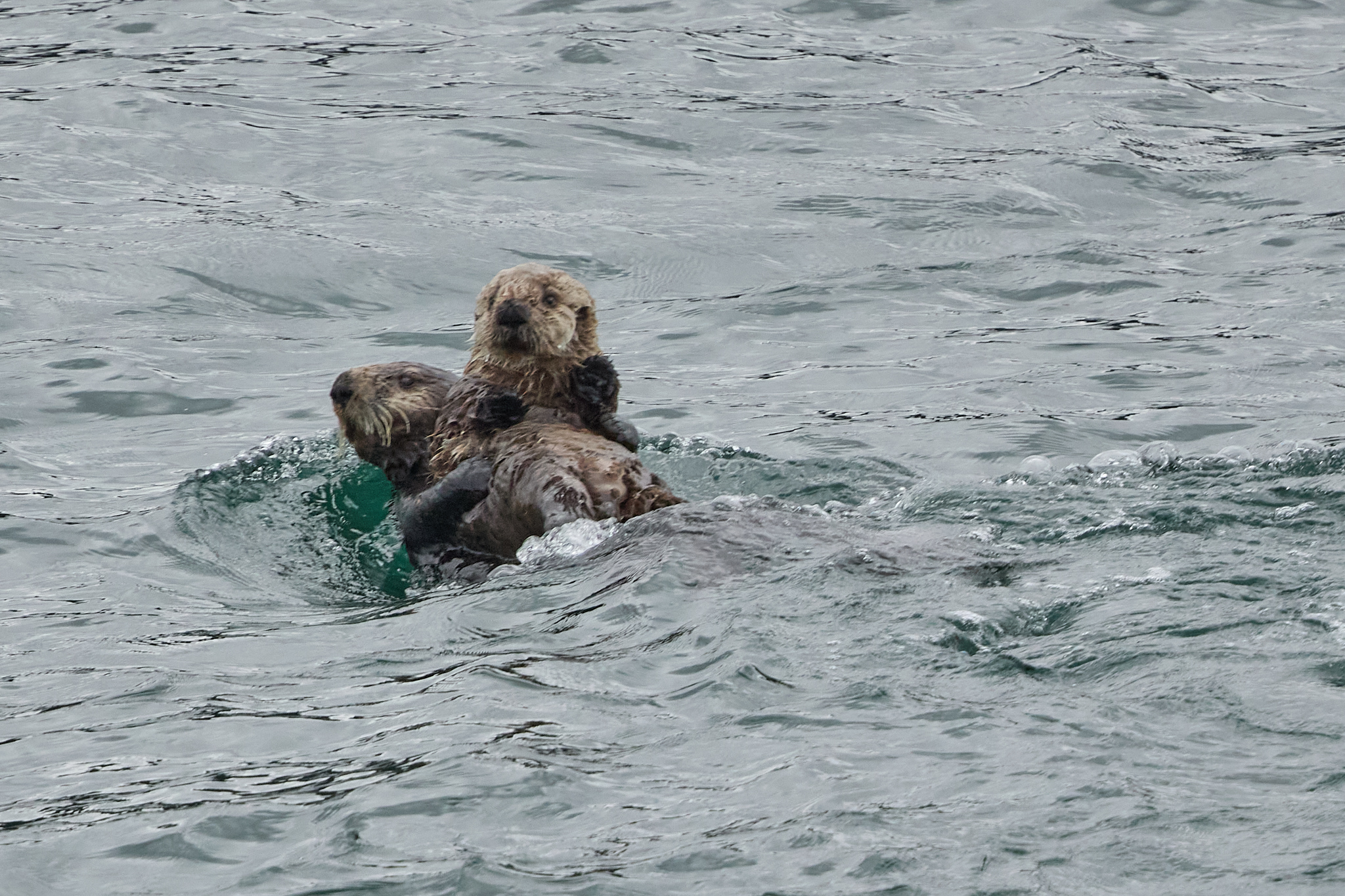 May 12, 2025 – Glacier Bay NP, Alaska